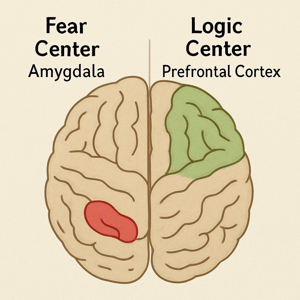A simple split-brain illustration showing the 'Fear Center' (Amygdala) in red and the 'Logic Center' (Prefrontal Cortex) in green.