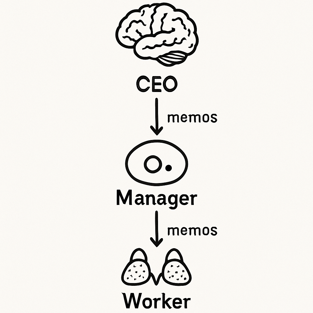 A simple flowchart showing three icons: a Brain (CEO), a small gland (Manager), and the Adrenals (Worker) with arrows representing 'memos'.