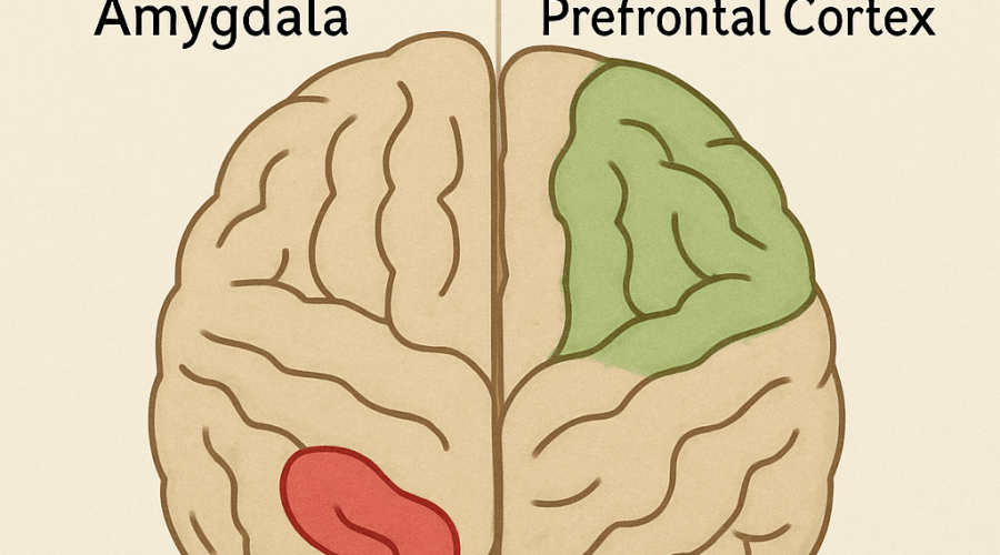 Brain’s Role in Mental Health